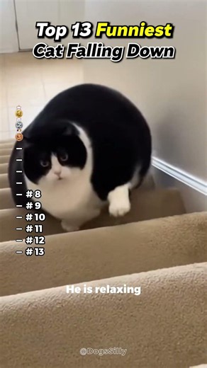 Funny Cats 🐱