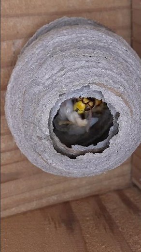 The Hornet Queen Was Given Wax Moth Larva, but She Didn't Like It