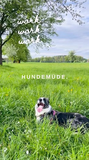 Fix und foxi nach der Morgenarbeit. 🐶🐴🌿🌼 #bordercollieherdinghorses #bordercolliesofinstagram #bordercollieatwork | Anna-Maria Döllerer