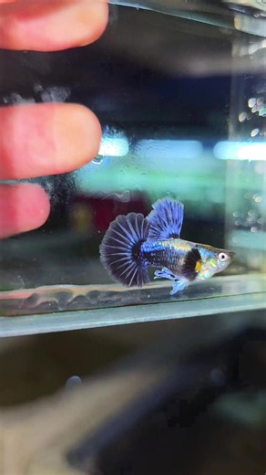 Lụm bột Ivory guppy: Hướng dẫn chăm sóc và nhận biết