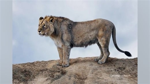 شیر غارزی