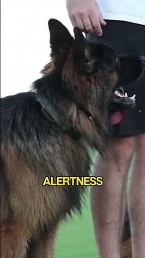 Meaning Behind German Shepherd's Ear Positions.🐕👂