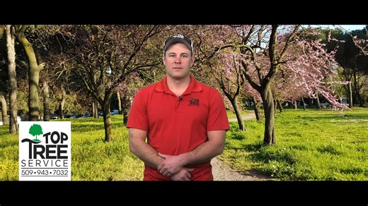 Top Tree Service has been serving the Tri-Cities and surrounding areas for over 20 years. Trees are a valuable natural resource to both the community and our customers, and with our extensive list of services we do everything we can to help maintain the health and wellness of these resources in a cost-effective way. Call Top Tree Service to schedule your free consultation today (509)943-7032. | NBC Right Now