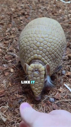 This Armadillo Can Turn Into a Perfect Ball… But Look What It Does Instead 😳 #shorts