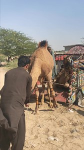 Camel Refuses to Move Back While Loading | Thar Animal