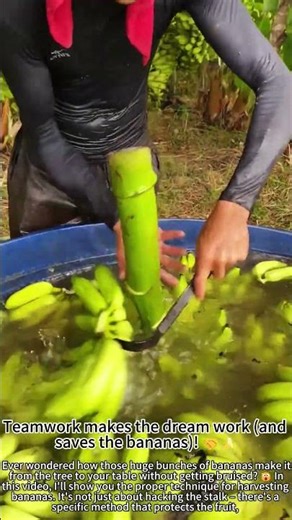 Harvesting Bananas The Right Way! 😮🍌