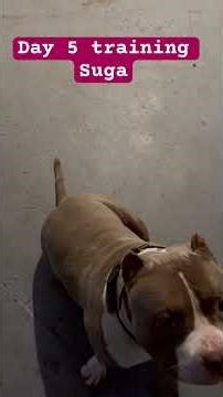 How to Training to listen on command #training #dogs #cutedog #dogtraining #dogobedience #fypシ゚viral