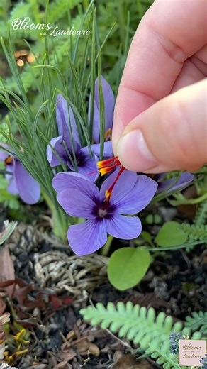 Grow Saffron/Kesar at Home l #shorts #shortsvideo #trendingshorts #ytshort #viralvideo