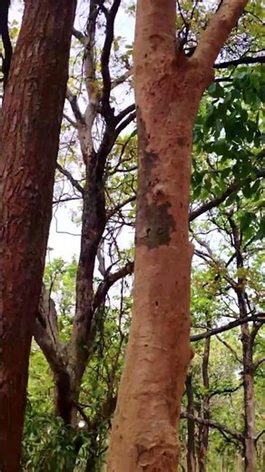 গান ,প্ৰকৃতি বাও ,বাতাসএইভাবেই নিই প্রাণের শ্বাস...#purulia #love #nature #shaljangal#flowers#local