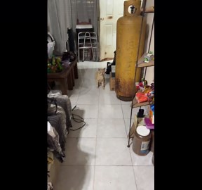 Swollen-lipped cat visits home and settles in Cancún, Mexico