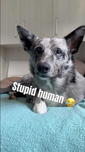 #Dog reacts to stupid human sounds 😂 #shorts #funnydogvideo #laugh #cutedog #funny #dogshorts