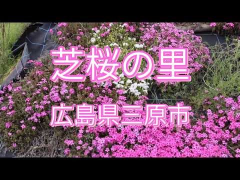 2026.4.6/芝桜の里/広島県三原市/Shibazakura no Sato (Moss Phlox Village) / Mihara City, Hiroshima Prefecture