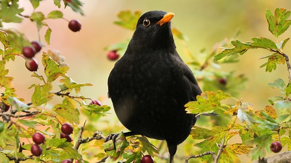 Listen to the Bird Song of the Common Blackbird, or Turdus Merula | Britannica
