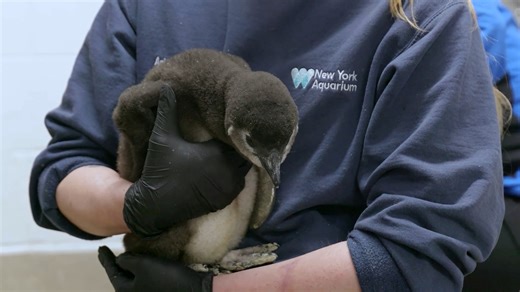 Critically endangered African penguin chick hatches at New York Aquarium