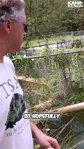 Saving the Vietnamese Pond Turtles Restoring a Critically Endangered Species | Kamp Kenan