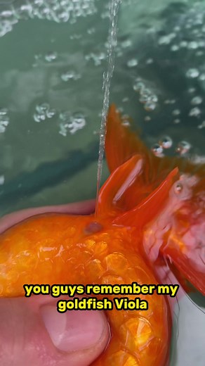 Seems to be a problem related to egg binding. I had never seen another goldfish have give problem like Viola before it happened to her but I am seeing this now and the symptoms look the exact same, I am willing to bet if her belly was expressing, fluid would be flying out as well. May they both rest in peace. #fish #goldfish #aquarium | Luke’s Goldies