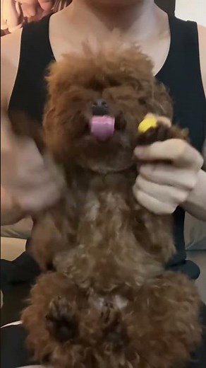 Amazing Poodle Dancing Fun – You Won’t Stop Smiling! #poodledancing #cutepoodle