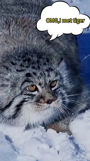 What happens when pallas meets cats? #CatsOfTikTok #pallas #pallascat #foryou #funnycats #miao #crazycat #funnyvideos