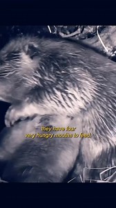 The beaver family #animals #beavers #nature | Animal Documentary