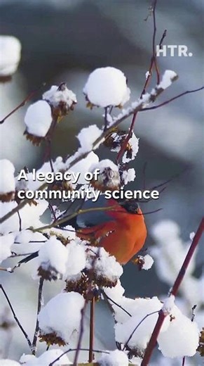 How to join the 126th Audubon Christmas Bird Count in Manitowoc County