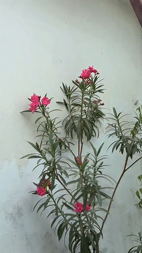 8.1K views · 8.7K reactions | Najron se kah do Pyar Mein milne ka mausam | Pooja Devi | Facebook