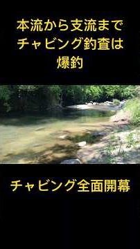 本流から支流まで爆釣なチャビング釣査 矢作川水系#チャビング#矢作川#チャブトレック