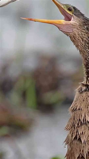 The Bird That Stabs and Juggles Its Food. Nature’s Most Absurd Diner.