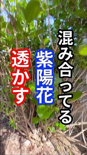 混み合ってる紫陽花は枝抜き剪定で整える