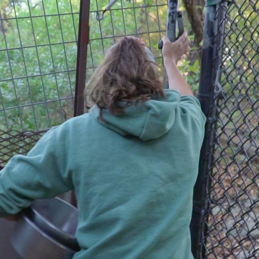 What Do Our Wolves Eat?