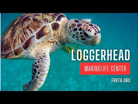Loggerhead Marinelife Center