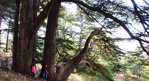8 Cedars Forests to visit in Lebanon - LebanonUntravelled.com