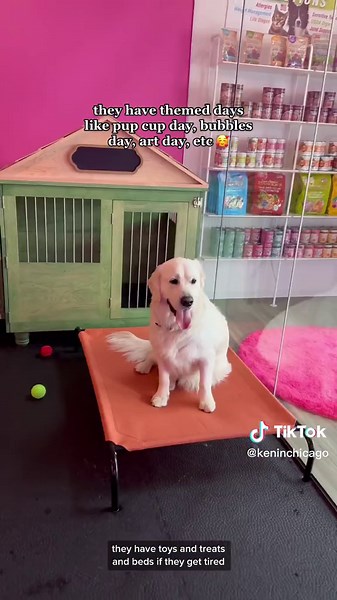 Luxury Doggy Daycare & Pet Boarding in Chicago