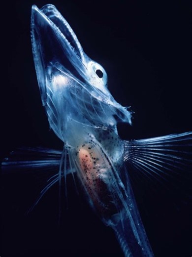 The Icefish | Antifreeze Flows Through Its Clear Blood #fypシ #fyp #animals #animal #bioluminescence #deepsea #nature #animalfacts #mindblowingfacts #oceanfacts #marinebiology #trendingnowontiktok 🔥 #tiktokanimal #discover #weirdanimals #midnightzone #animalover #science #twilightzone #sunlightzone #discover #mystery #deepsea #sea #ocean #oceanlife #naturelover #nature #naturelovers #science #animals #animalsoftiktok #animal #zoology #animalrescue #animalworld #DeepSea #fish #fyppppppppppppppppp