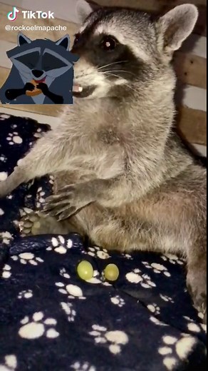 Disfrutando de las Uvas 🍇 #rockoelmapache #mapache #raccoon #lunchtime #mascota #mapachito