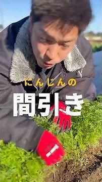 にんじんは密集してまくのがコツ！🌱でも、育ちを左右するのは「間引き」💡甘くて柔らかい間引きにんじんの食べ方も紹介します🥕#家庭菜園 #にんじん #間引き #有機栽培 #ぷりん農園