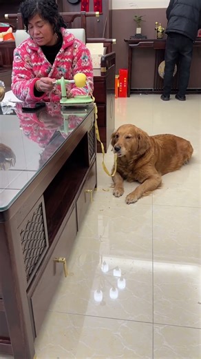 Dog-style fruit peel processor @TikTok helper #cuteness pet debut plan