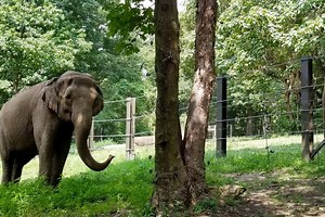 Happy the Elephant’s Case Offers Key Lessons for the Future of Animal Rights