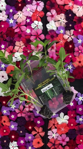 Set Anak Bunga Vinca Mix 🌈 Klik kat Showcase cepat 🕺🏽