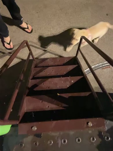 #dog #fyp | Dog Videos