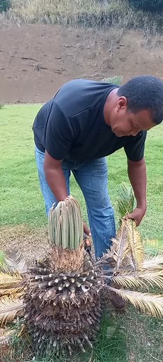 How to Trim Pineapple Plants for Healthy Growth