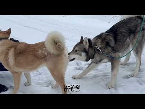Вязка собак породы западносибирская лайка / Игривые супруги (mating dogs)