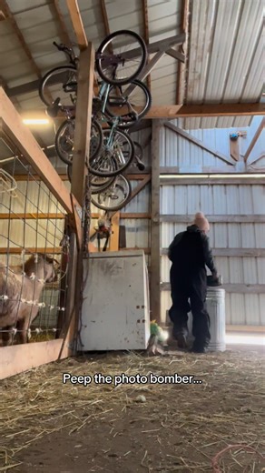 Can you keep up with a #farmgirl | Elena Pears