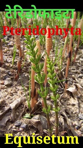 Pteridophyte क्या होते हैं? pteridophyta ke prakar
