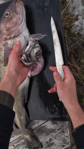What does a cod eat? #spearfishing #fishing