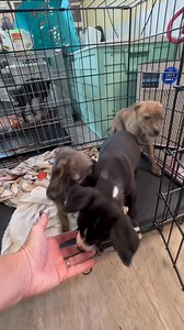 67K views · 1.1K reactions | Edit: Two more puppies that were given...