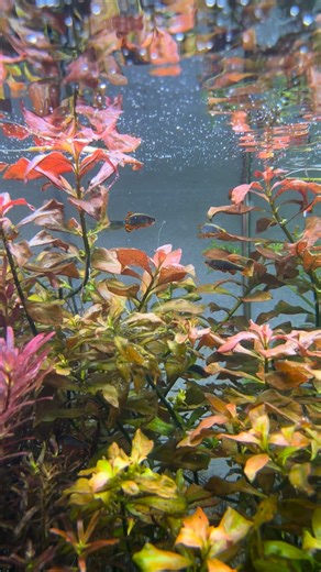 What you’re seeing isn’t just bubbles — it’s pure oxygen being released by healthy plants during photosynthesis. When your plants “pearl,” it means they’re producing so much oxygen that it forms visible streams of bubbles rising to the surface. 🫧 🌱 It’s one of the most satisfying things to watch and a beautiful sign your tank’s ecosystem is in perfect balance. 💚 #aquarium #plants #bubbles #fishtank #aquascape #nature #aquaticplants #discover | murderpea