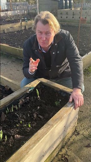 Snowdrops and daffodils are on their way #gardening #springbulbs #nature