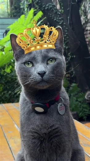 En este restaurante hay un gato gerente que, según dicen, sabe delegar. No hubo críticas de ningún tipo pero es algo curioso que se refieran a él como rey. ¿Es posible criticar a tu jefe si sos su súbdito? Para pensar. Por su parte, Kimchi se mostró muy abierto al diálogo y de paso dejó un mensaje interesante sobre la discriminación de gente con voz finita. En Gatos con Oficios estamos en contra del bullying de todo tipo así que eso le suma puntos como trabajador. 😌 En el Día del animal nos sen