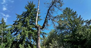 Tree Care Services Specialist Cuts off Old Dead Wood Branch off Tall Douglas Fir Aerial View From Below
