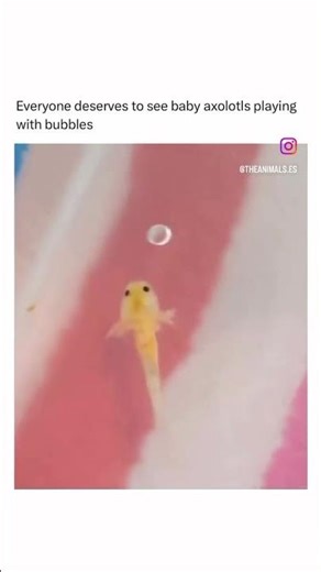 Baby axolotls playing ^^ #memes #pets #cute #funny #meme #like #subscribe #shorts #water